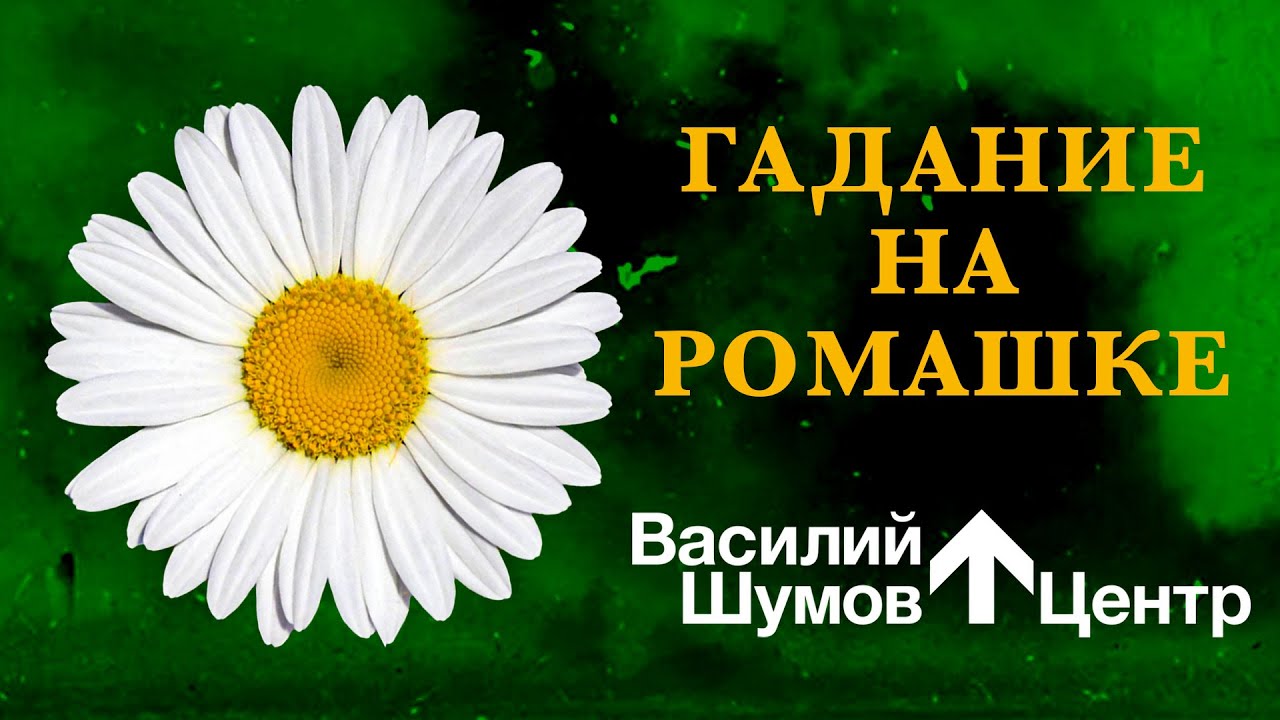 Гадать на ромашке. Погадаем на ромашке. Игра гадание на ромашке. Настя Кравченко ромашки. Я гадала на ромашке минус