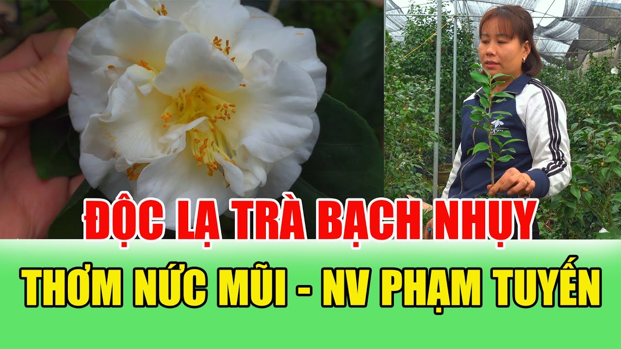 Trà My BẠCH NHỤY Thơm Nức Mũi - Nhà Vườn Phạm Tuyến