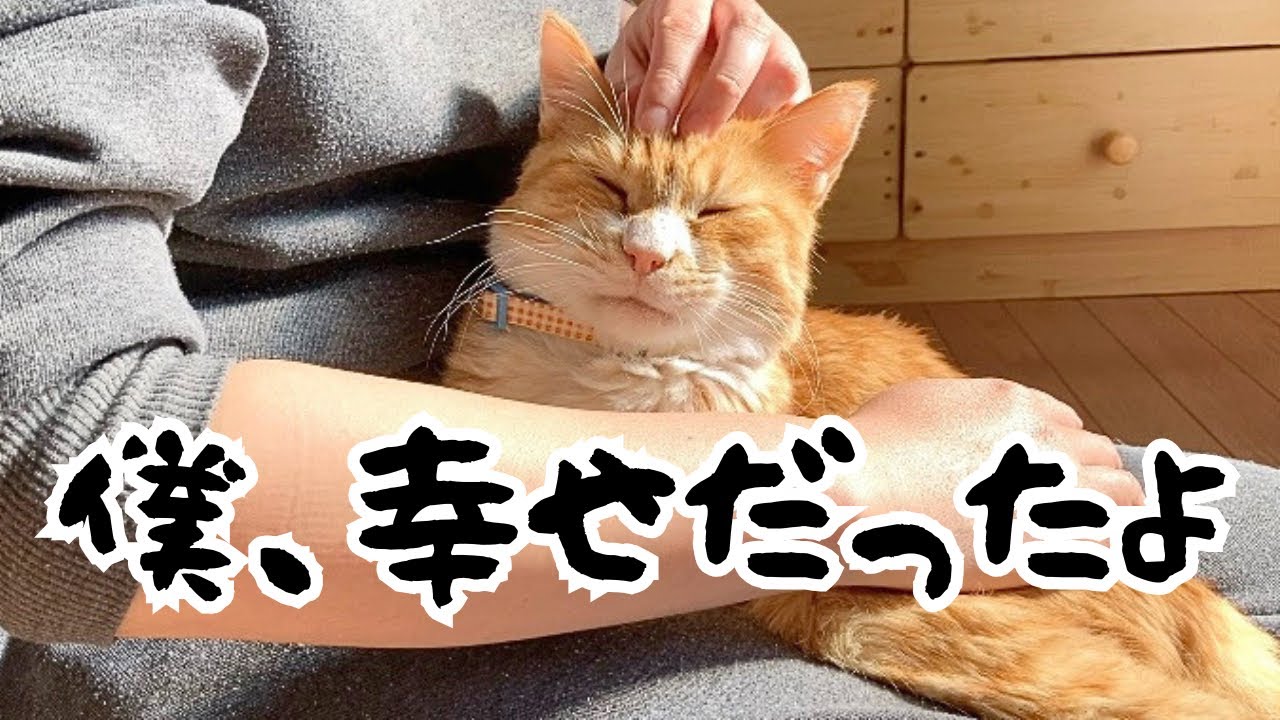 そら様 ご検討 ネコちゃん そら様 ご検討 ネコちゃん そら様 ご検討