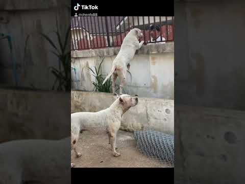 #dogoArgentino