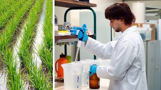 Biofortificação do arroz e edição genética - Acontece na UFRGS