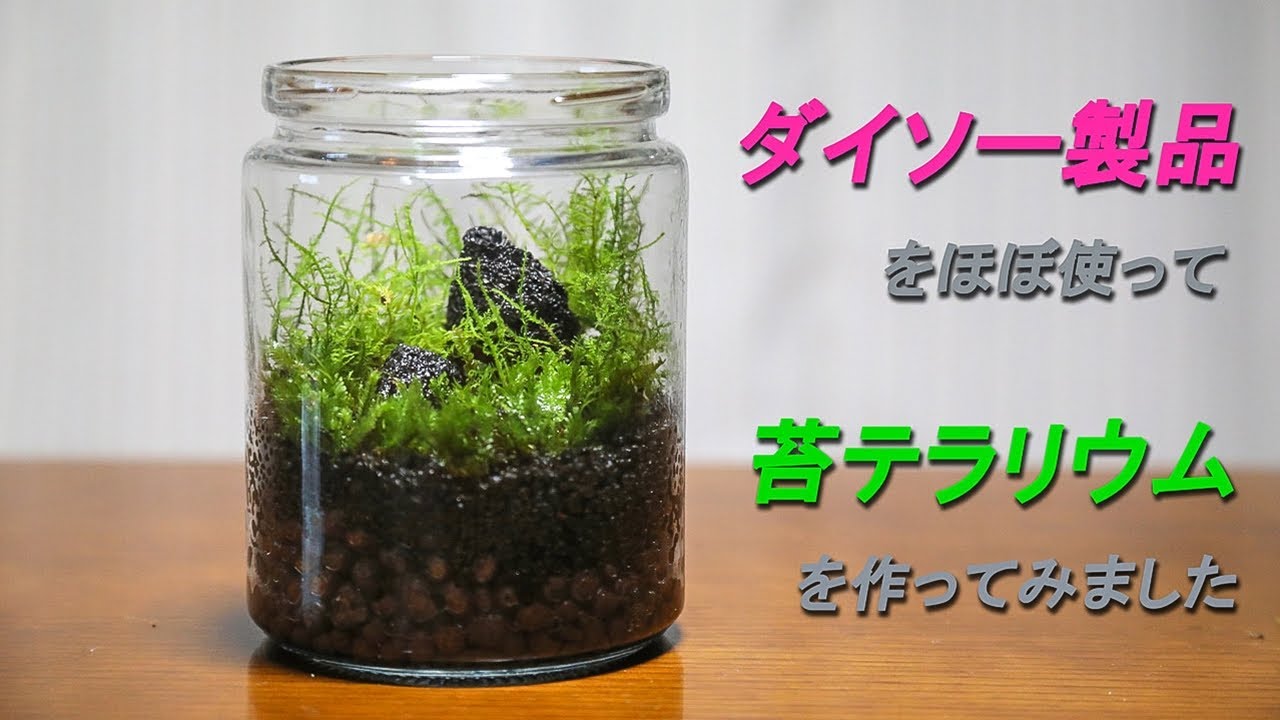 苔テラリウム ほぼダイソー製品を使って苔テラリウムを作ってみました Youtube 苔テラリウム ほぼダイソー製品を使って苔テラリウムを作ってみました Youtube