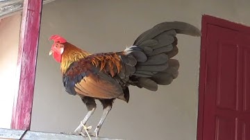 qaib qus pom 1 qua zoo tshaj - ไก่ป่าน้ำ 1 ขันดีที่สุด