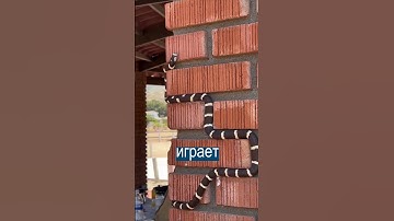 Завораживает: змея играет в змейку и взбирается вверх по стене