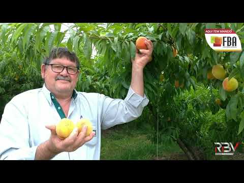 Vídeo: Colheita de árvores de nectarina - Aprenda como e quando escolher uma nectarina