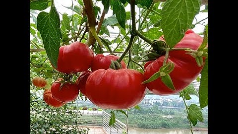 Hướng Dẫn Ươm Hạt Giống Cà Chua Múi Cổ Sơn La Tỷ Lệ Nảy Mầm Cao