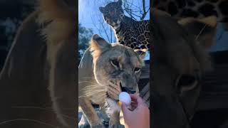 Jaguar Eats Egg