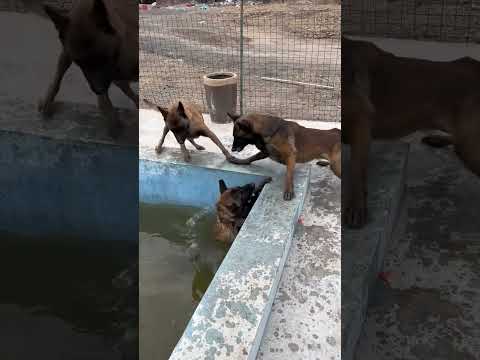 Video: Pet Scoop: Retriever redt eigen broer, Japanse honden lijden aan stress na aardbevingen