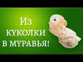 Из куколки в муравья. Максимально близко! До конца. AntPlanet.