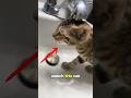 this cat has a weird way of drinking water😹🤣 #cat #animals #shorts
