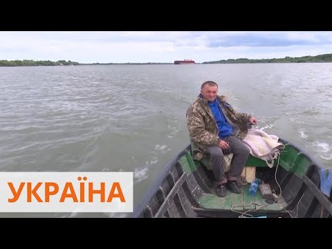 Рыбалка в Вилково: особенности сельди с Дуная и как ее правильно готовить