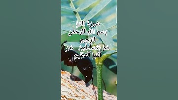 سوره النبإ من جزء عم بصوت جميل هادي ❤️❤️@RGM86 #بودكاست #قرآن #بصوت #سُورَةُ #قران #اكسبلور
