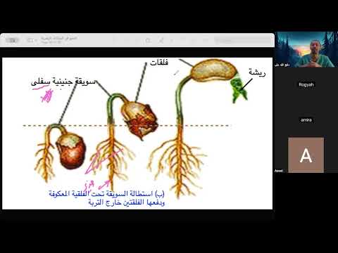 الانبات الأرضي والهوائي وتتمة مراحل النمو في النبات حصص الشهادة السودانية