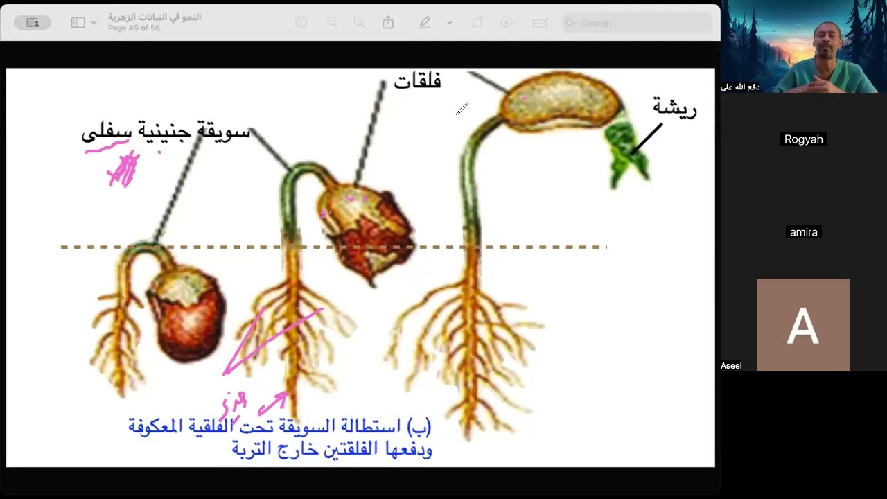 الانبات الأرضي والهوائي وتتمة مراحل النمو في النبات | حصص الشهادة السودانية