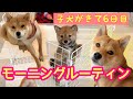 【モーニングルーティン】豆柴姉弟の朝のリアル【子犬がきて6日目】