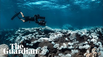 Unprecedented marine heatwave decimates corals at Ningaloo reef