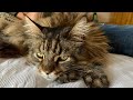 Experience real life with a maine coon cat