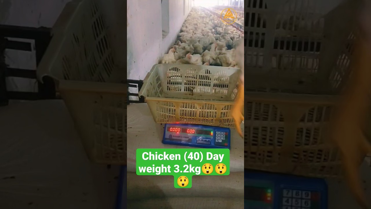 Chicken Day (40) Weight 