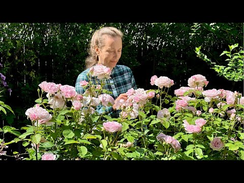 How I Support Roses AFTER their First Flush of Blooms