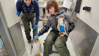 Tennessee Aquarium welcomes penguin chicks and prepares them to join the colony