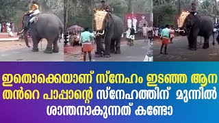 ഇതൊക്കെയാണ് സ്നേഹം ഇടഞ്ഞ ആന തൻറെ പാപ്പാന്റെ സ്നേഹത്തിന് മുന്നിൽ ശാന്തനാകുന്നത് കണ്ടോ !!!