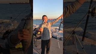 Spin Sahtesi Ile Palamut Avı. Fujin Venom.