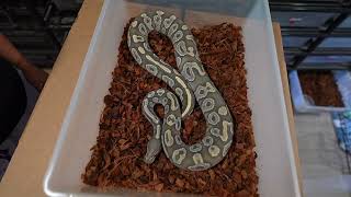 Hypo Mojave Ball Python On Morph Market!