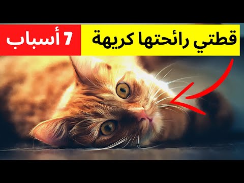 قطتي رائحتها كريهة (لماذا وماذا أفعل)