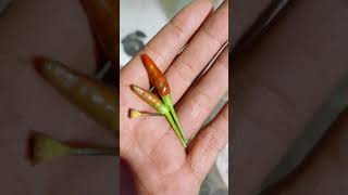 Download Lagu #crickets #gongcrickets #cricketsboss MP3