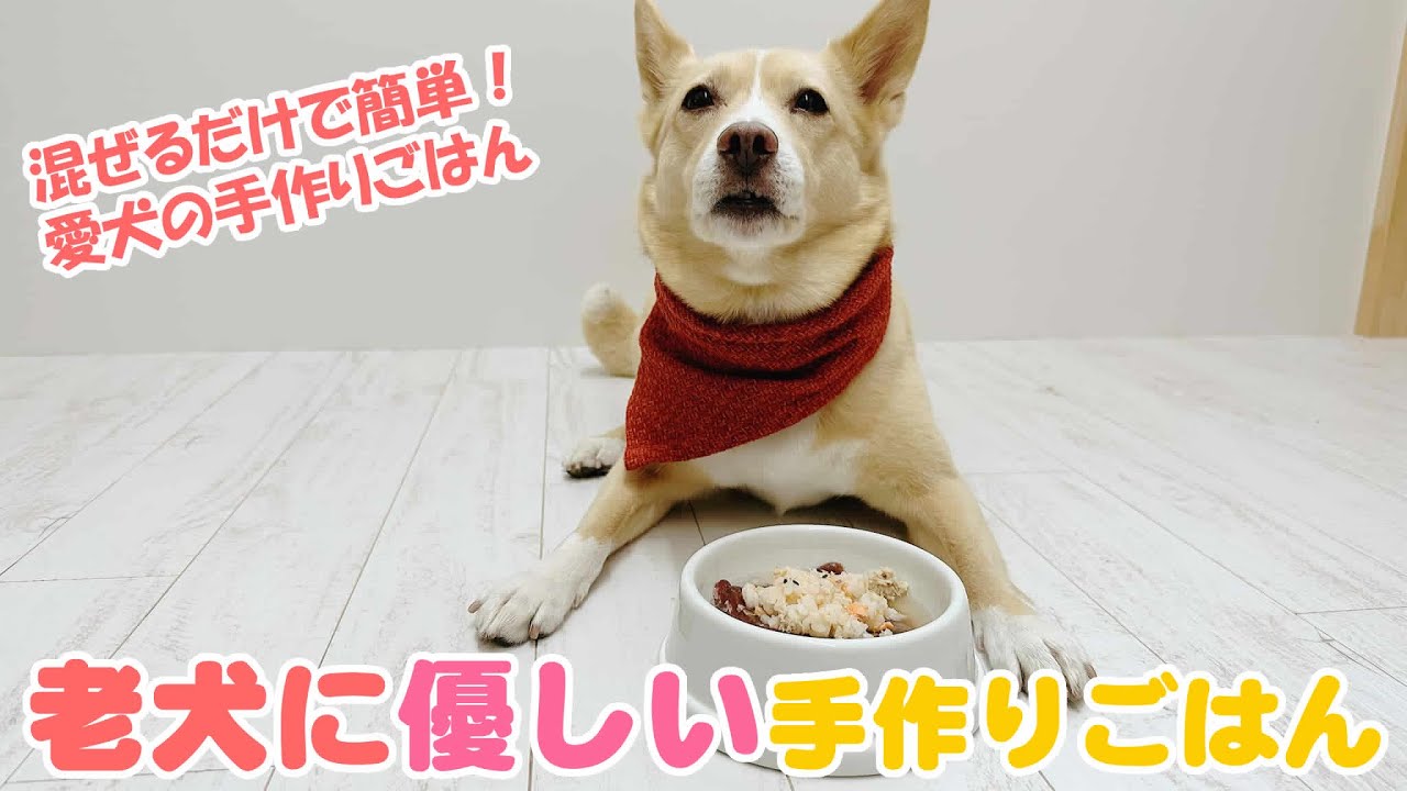 簡単手作り犬ご飯 老犬に優しい手作りごはん 帝塚山ハウンドカム Youtube 簡単手作り犬ご飯 老犬に優しい手作りごはん 帝塚山ハウンドカム Youtube
