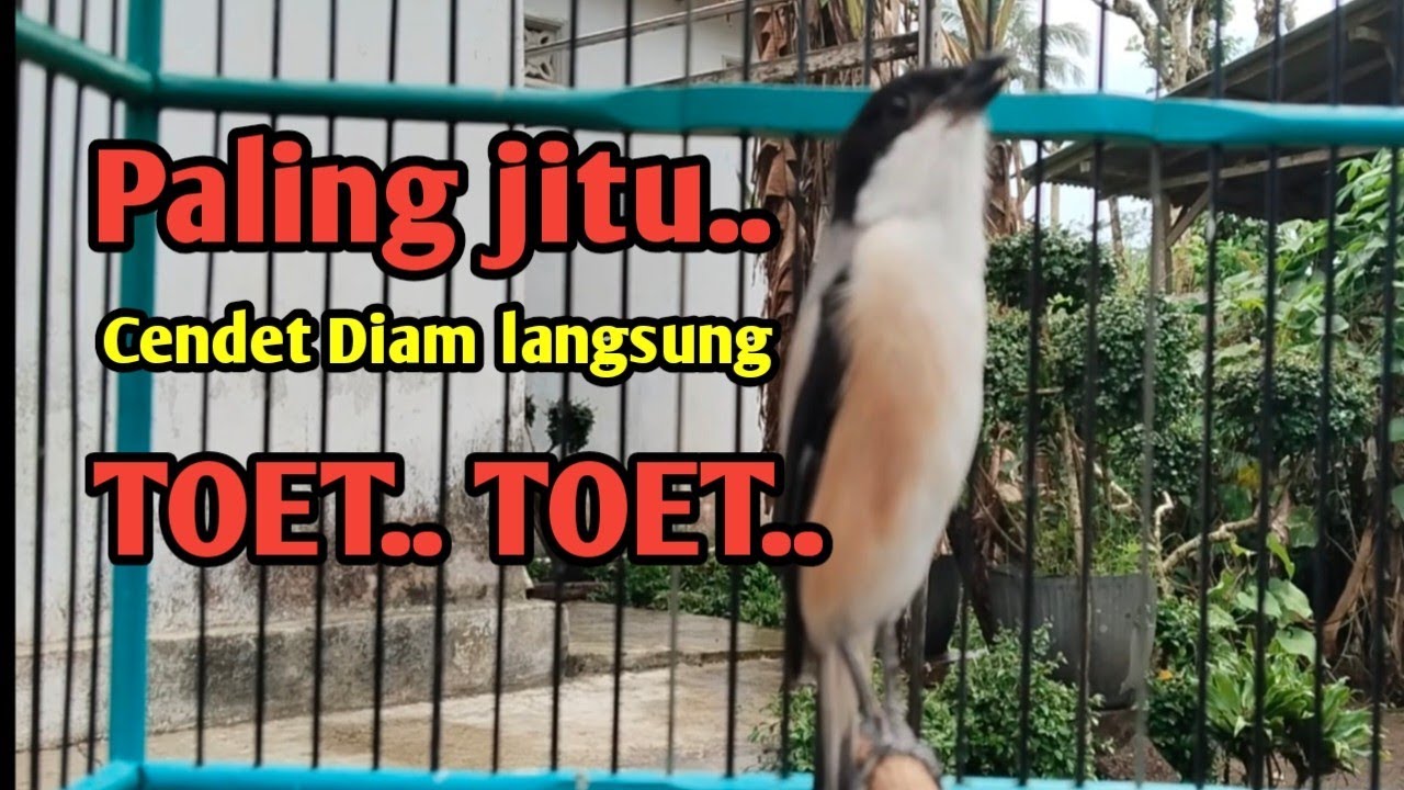 MASTERAN CENDET GACOR PALING JITU. Cendet Diam langsung TOET TOET 