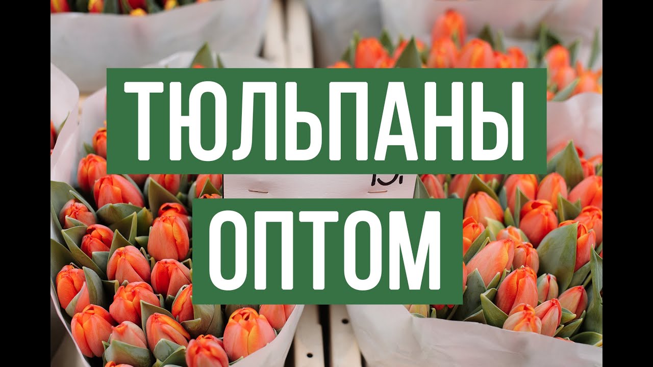 тюльпаны купить оптом к 8 марта 2025