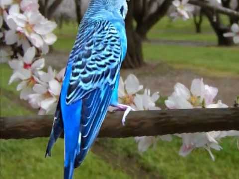 سبحت لله في العش الطيور 