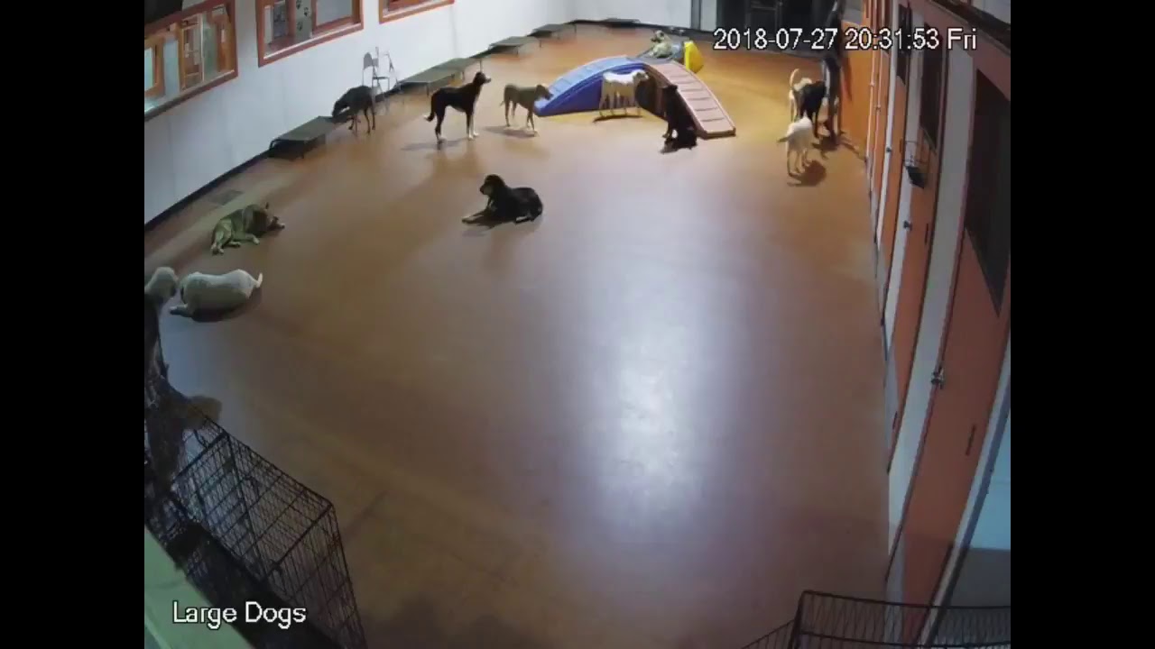 South Park Doggie LAX - Large Dogs Live Stream