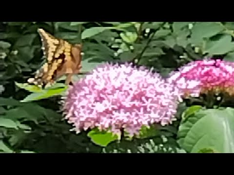 Giant Swallowtail Butterfly Loves The Flower of Mexican Hydrangea!/Imelda Ingram USA
