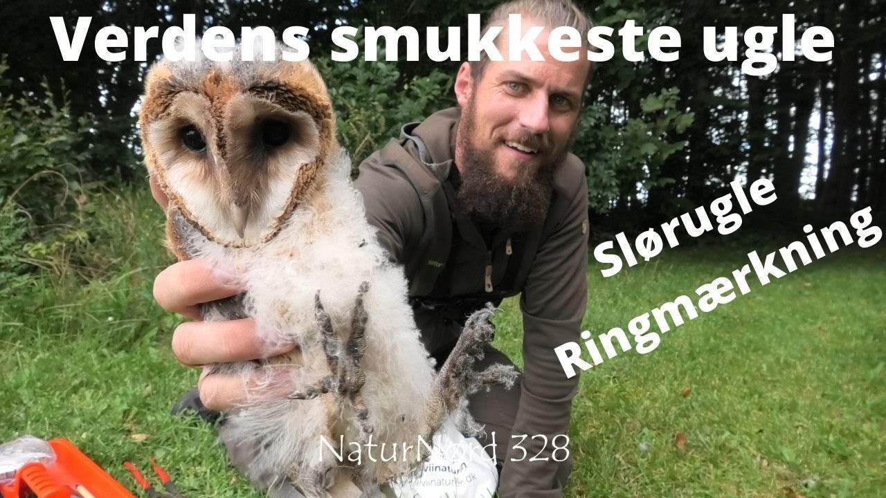 NaturNørd 328. Ringmærkning af SLØRUGLER.!!!