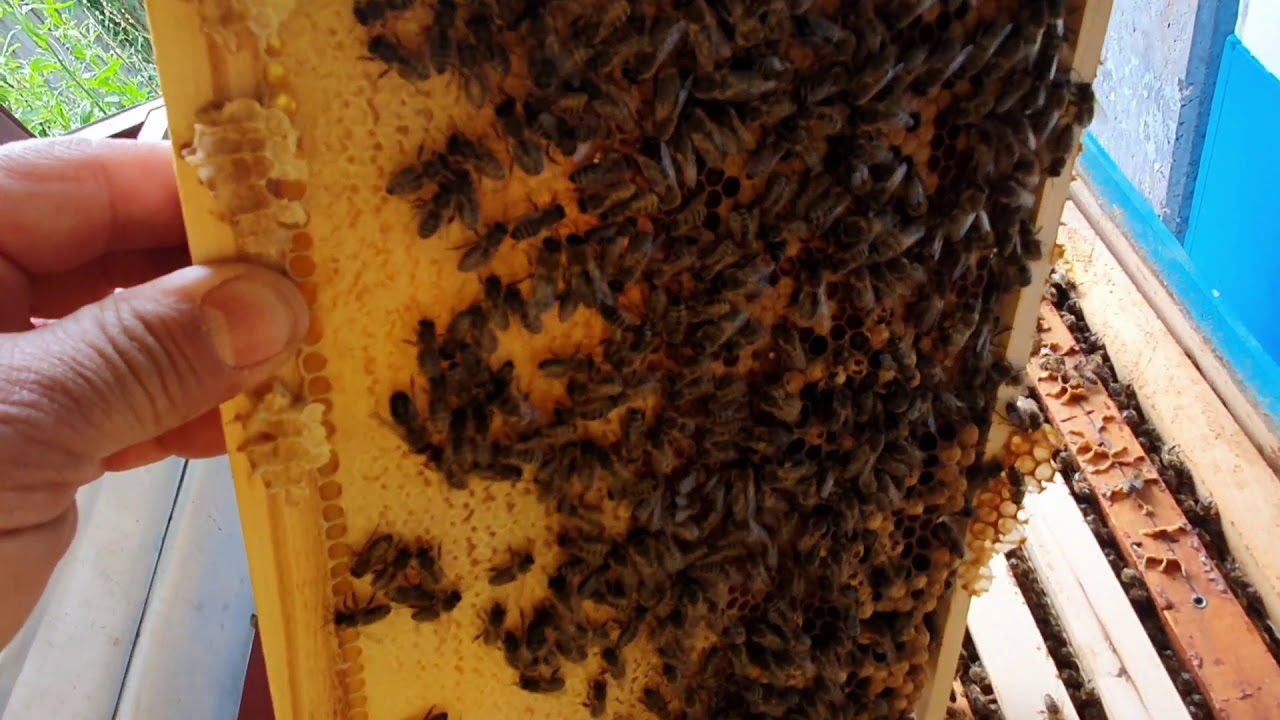 PČELE, PČELAR, VARROA, VZK.