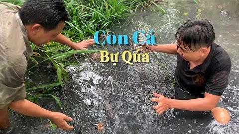 Bắt cá hugo nhà ông nội làm bữa tiệc nhỏ chia tay bố về úc | Cù Lao Dung Vlogs #477