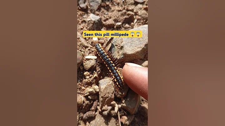 cute pill millipedes! #shortvideo #pillmillipede #shorts #ytshorts #millipede #centipede #insects