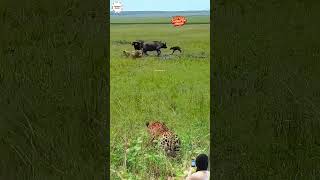 SINGA JANTAN MENGINCAR ANAK KERBAU! MACAN TUTUL MUNCUL DI BELAKANG TANPA DISADARI 😱