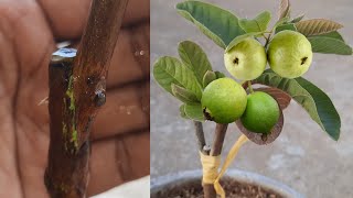 guava grafting technique | guava side grafting | guava bark grafting