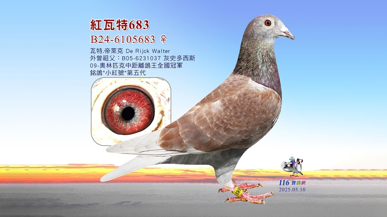 瓦特】B24-6105683 傳奇銘鴿小紅號第五代- YouTube