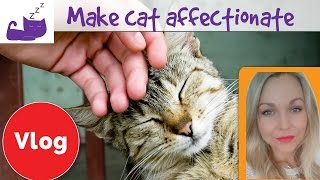 5 ways to make your cat more affectionate