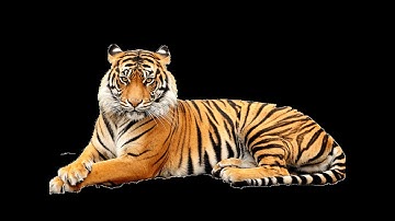 APCSA Unit 9 1 Video #1