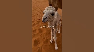سورة التكوير | عبد الباسط عبد الصمد🌙♥️