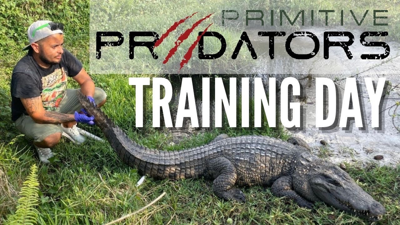 How To Train A Dragon (Siamese Crocodile Edition)