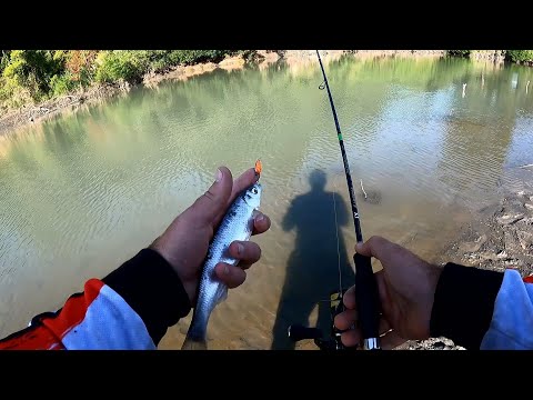 x-შამაია ალაზანზე 2022წ. favorite x1, sv fishing