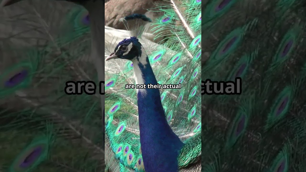Peacock Facts You Never Knew! 🦚✨