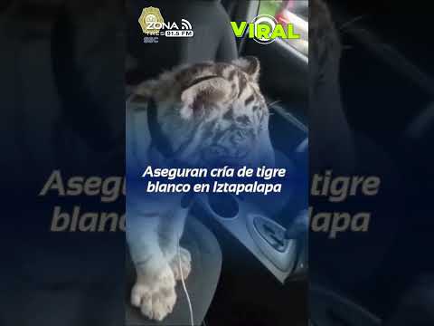 📍⚠️ Detienen a hombre con cría de tigre blanco