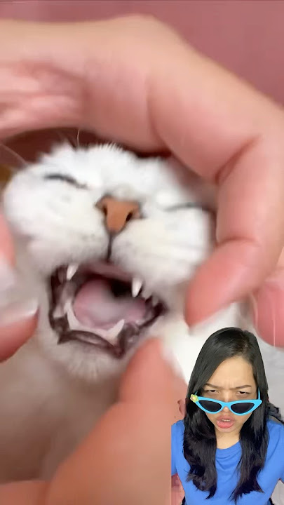 HADUH MEONG NIPU MAMA‼️ #cat #pets #cute #satisfying #animals #shorts